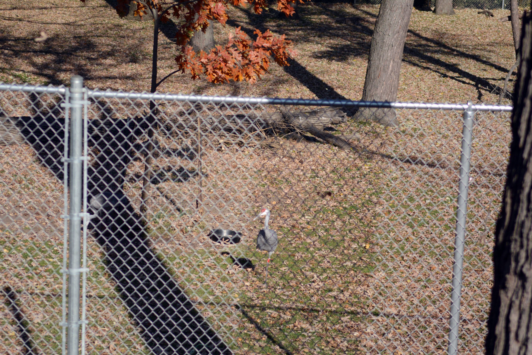 Scenes from Baraboo's Ochsner Park Zoo, Nov. 7, 2020